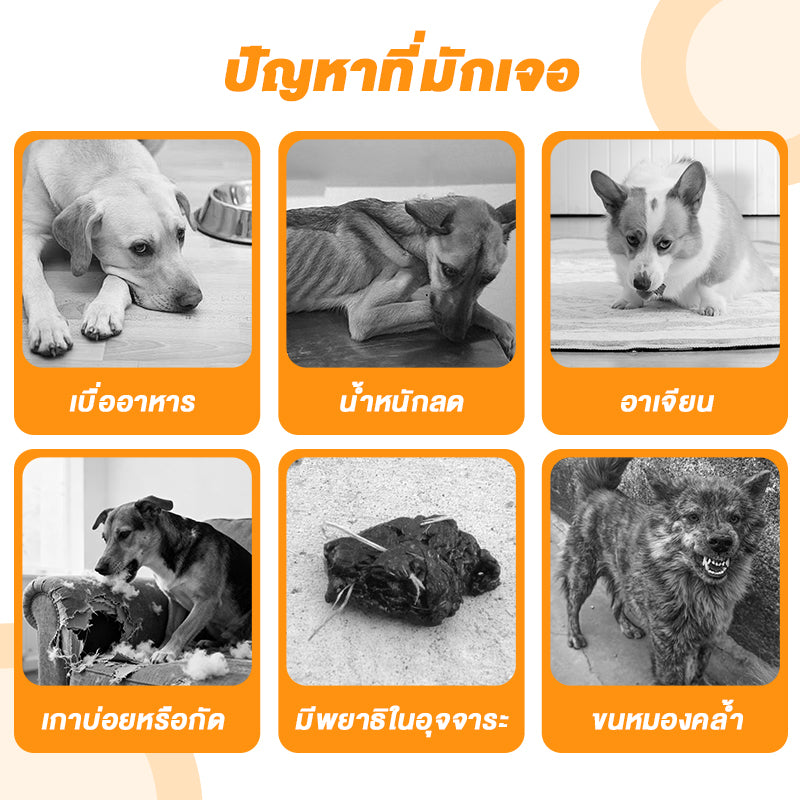 Leryia ยาถ่ายพยาธิเม็ด albendazole สำหรับสุนัข 50 เม็ด/ขวด