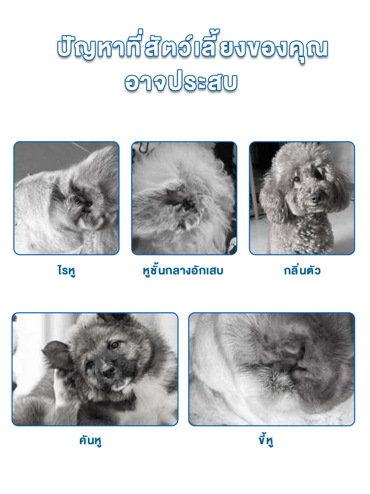 Leryia Pet Eye Drops for Dogs & Cats – Gentle Plant-Based Formula for Tear Stains, Red Eyes & Daily Eye Care