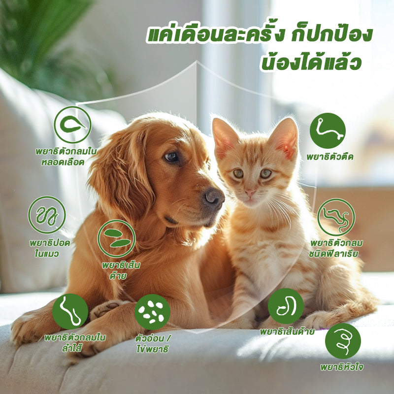 ยาถ่ายพยาธิเม็ด fenbendazole 50 เม็ด สำหรับสุนัขและแมว ฆ่าพยาธิตัวกลม พยาธิปากขอ พยาธิแส้ม้า