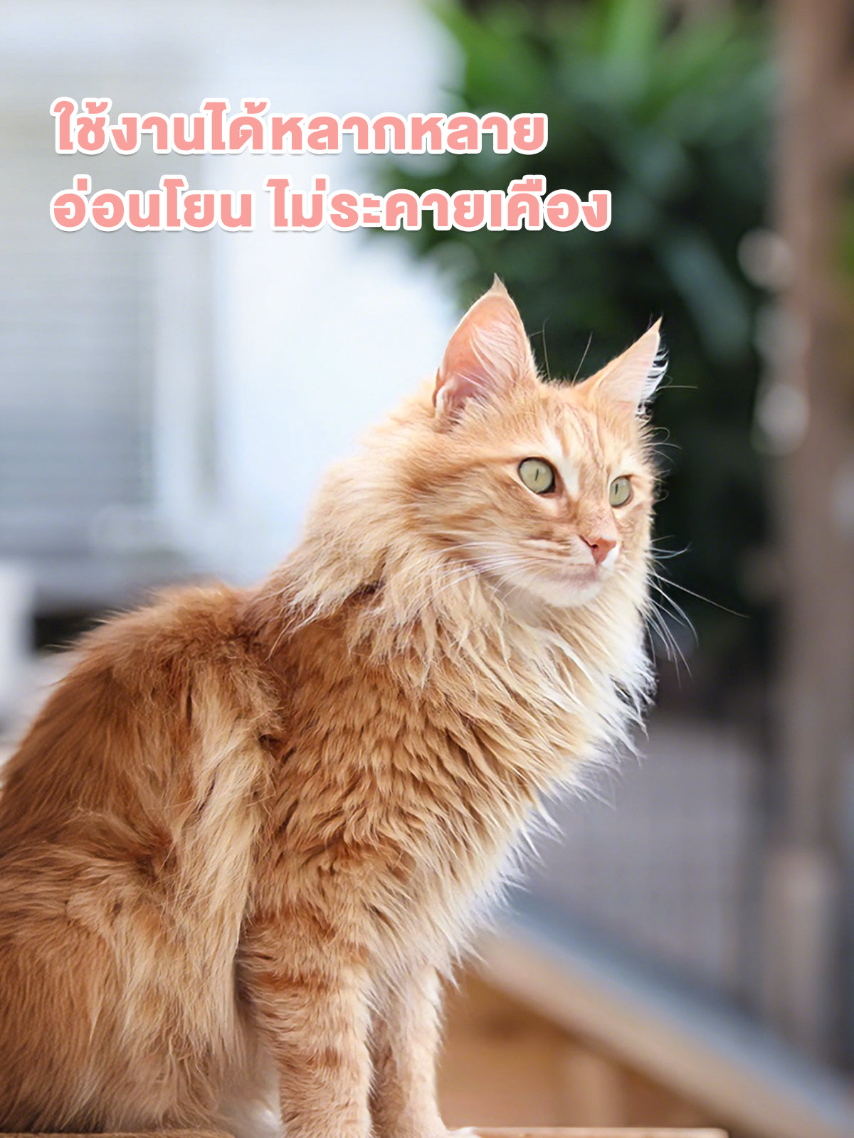 Leryia ไอเท็มจำเป็นสำหรับสัตว์เลี้ยง ผลิตภัณฑ์ป้องกันและกำจัดเห็บหมัด ชนิดหยดหลัง แนะนำใช้เดือนละ 1-2 ครั้ง