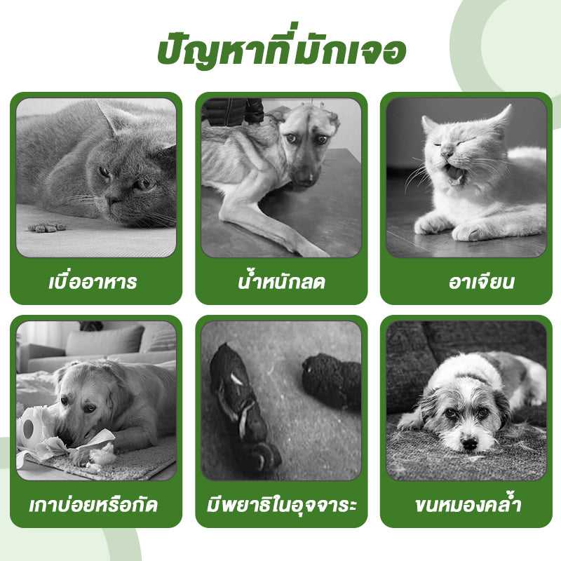 ยาถ่ายพยาธิเม็ด fenbendazole 50 เม็ด สำหรับสุนัขและแมว ฆ่าพยาธิตัวกลม พยาธิปากขอ พยาธิแส้ม้า